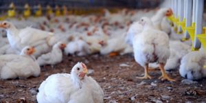 animal farms for meat
