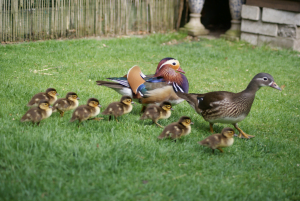 duck breeding